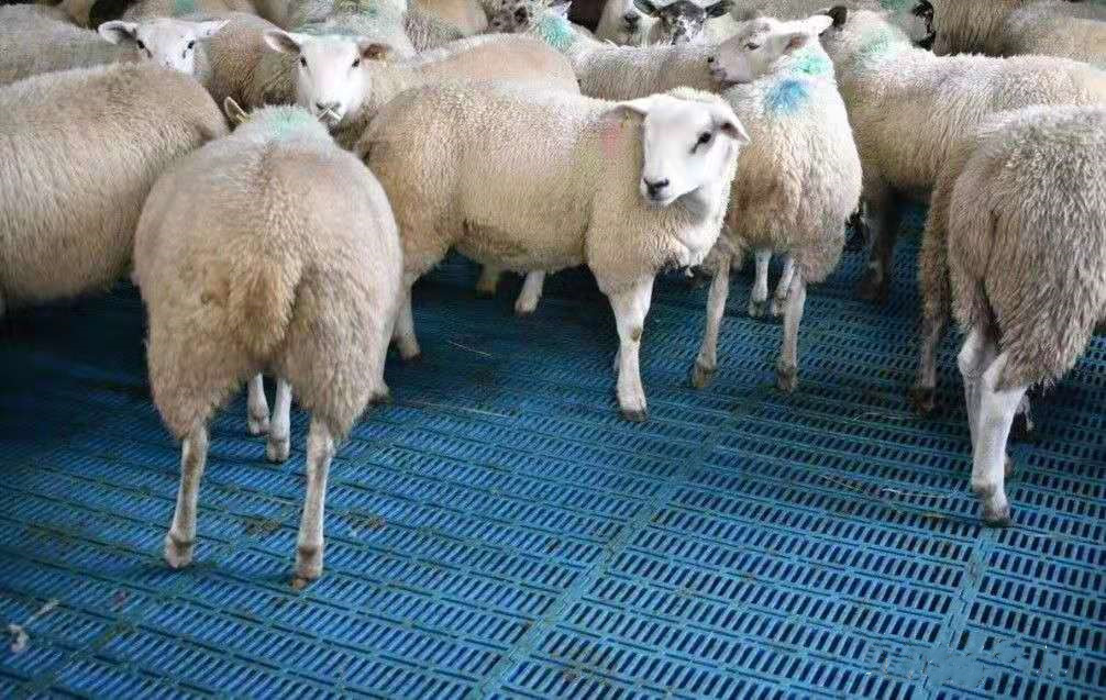 mais recente caso da empresa sobre exploração agrícola de 1000 carneiros em Grâ Bretanha