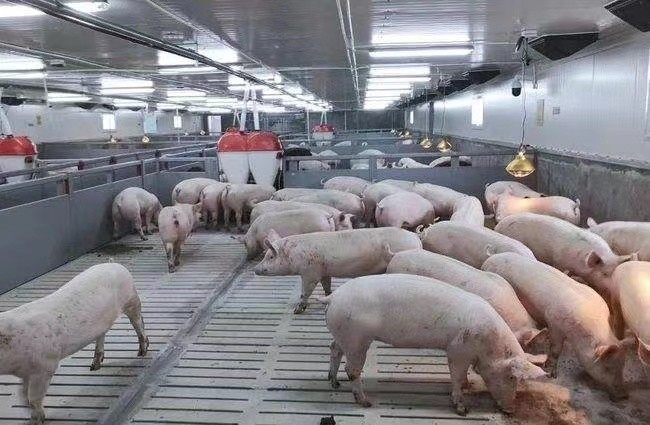 mais recente caso da empresa sobre exploração agrícola de porco da engorda 3000 em Rússia