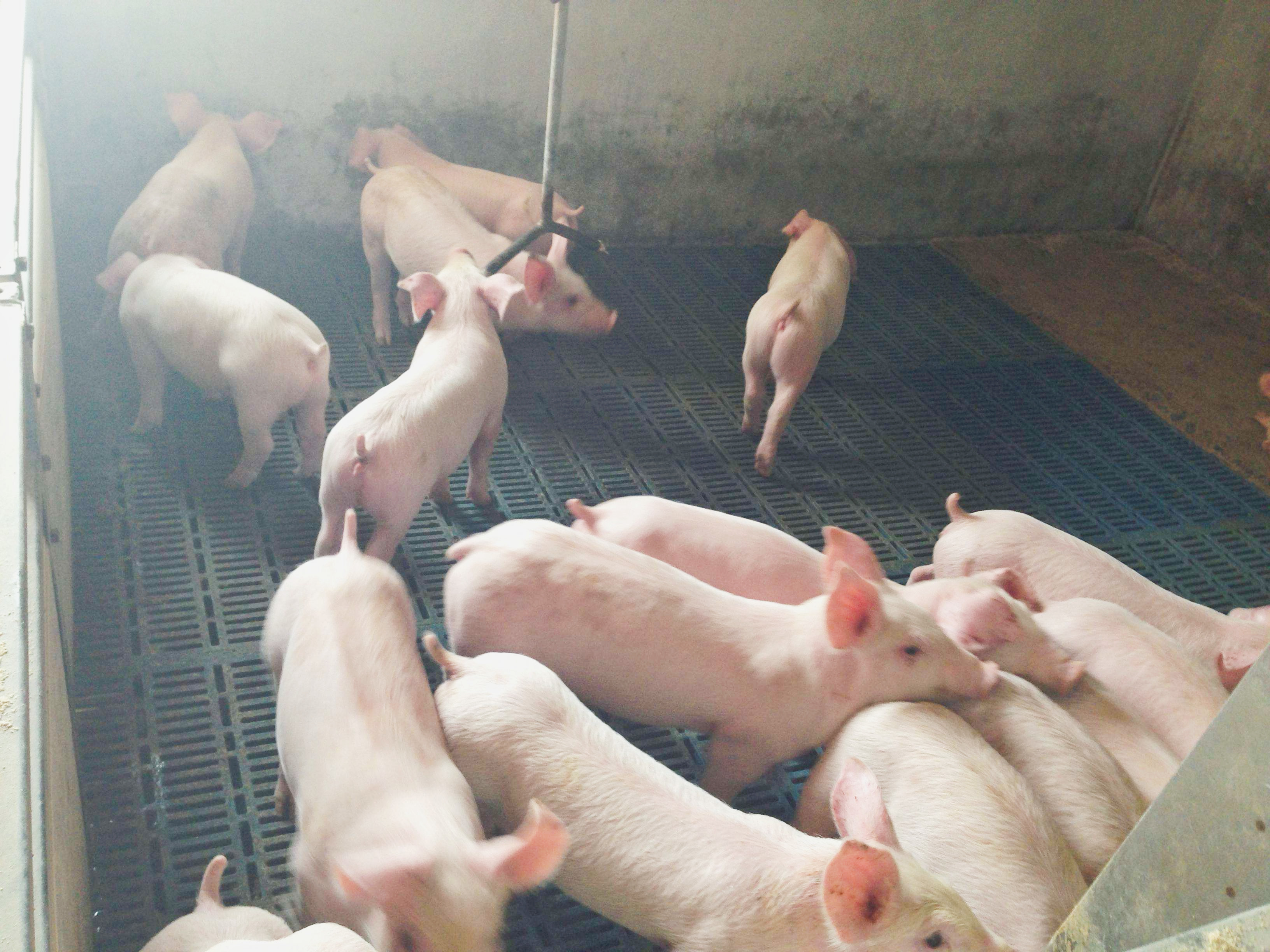 mais recente caso da empresa sobre desmamar exploração agrícola 1500 de porco em Colômbia