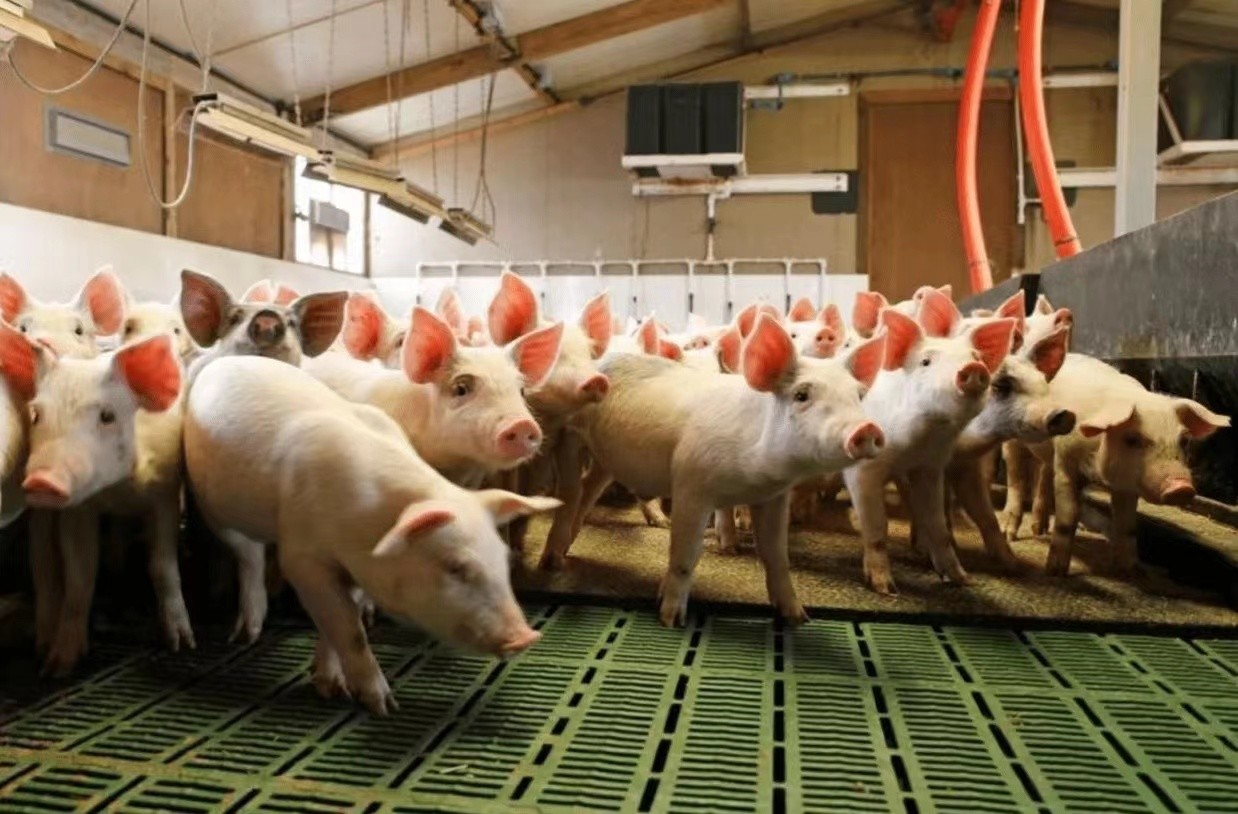 mais recente caso da empresa sobre do berçário exploração agrícola 2000 de porco em Itália