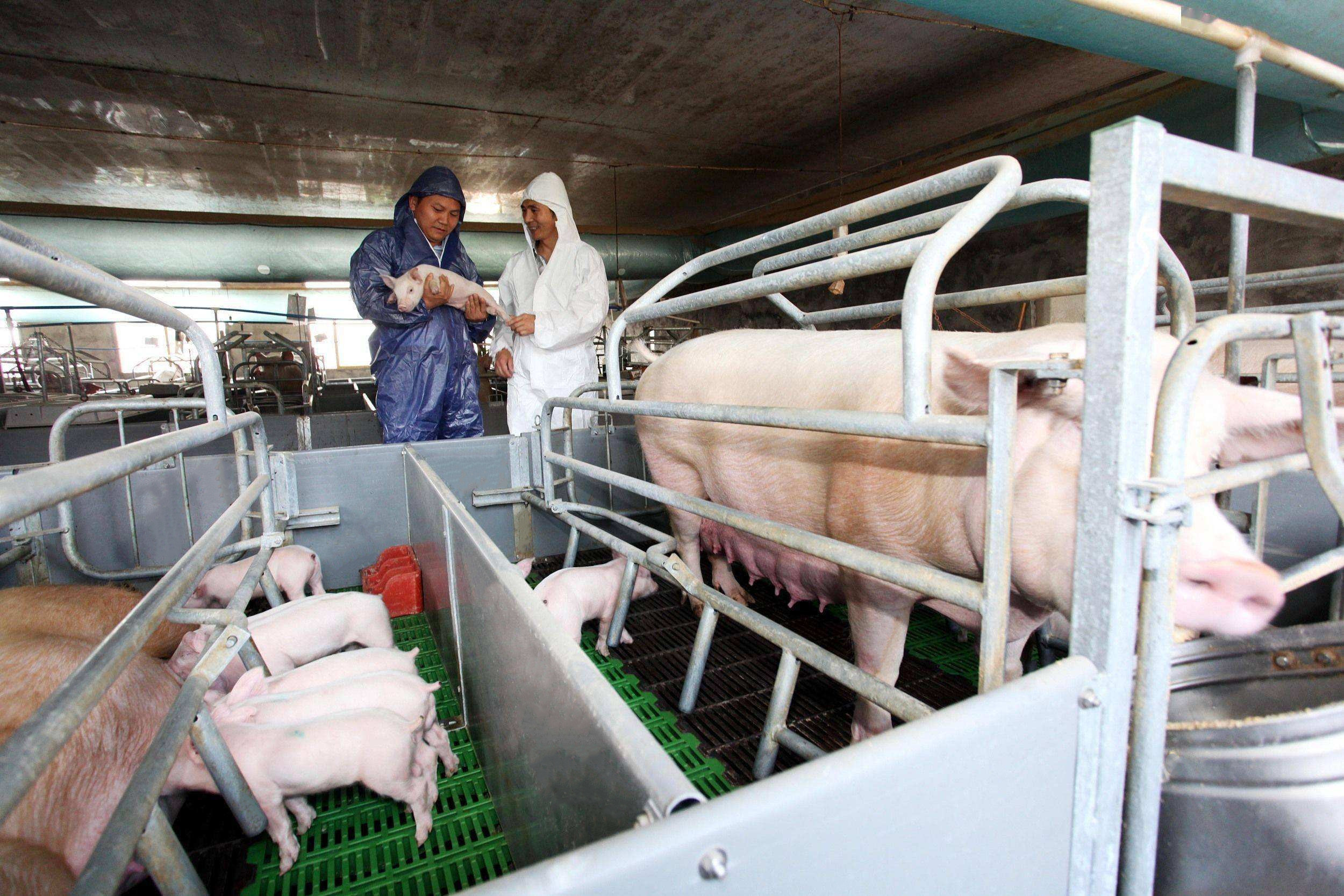 mais recente caso da empresa sobre 1000 porcas cultivam em China