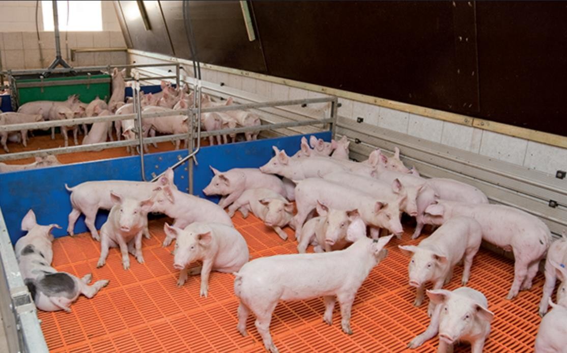mais recente caso da empresa sobre Da engorda exploração agrícola 1000 de porco em Alemanha