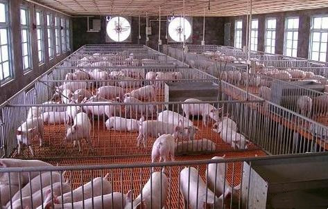 mais recente caso da empresa sobre Exploração agrícola de porco de 2800 berçários nas Filipinas