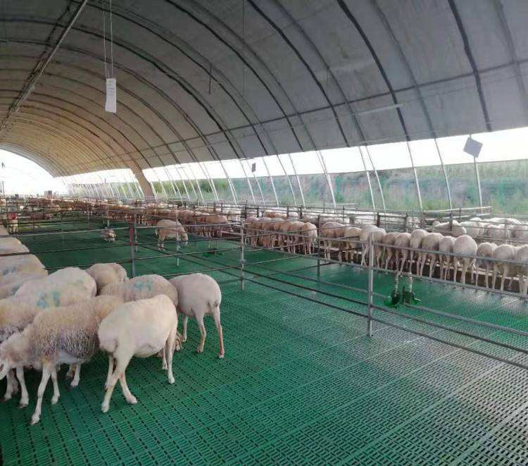 mais recente caso da empresa sobre exploração agrícola de 3000 carneiros em China