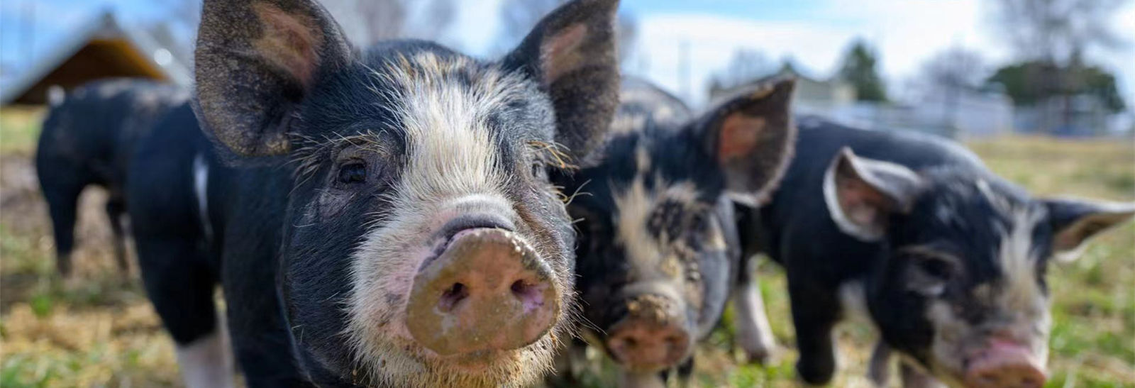 equipamento agrícola dos rebanhos animais